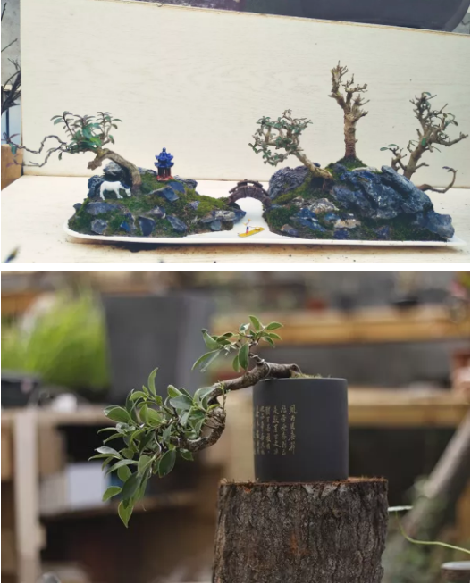 50多岁的盆景匠人,在爱奇艺号创作短视频月入过万 第3张 50多岁的盆景匠人,在爱奇艺号创作短视频月入过万 第3张