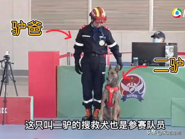 搜救犬<a href='http://www.mcnjigou.com/?tags=42
' target='_blank'>二驴</a>比赛不听指令却火爆全网，网友：今天的快乐都是它给的  <a href='http://www.mcnjigou.com/?tags=42
' target='_blank'>二驴</a> 第2张