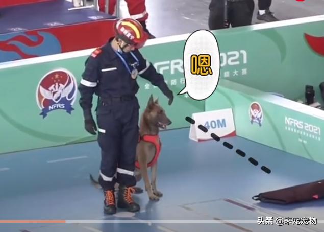 搜救犬<a href='http://www.mcnjigou.com/?tags=42
' target='_blank'>二驴</a>比赛不听指令却火爆全网，网友：今天的快乐都是它给的  <a href='http://www.mcnjigou.com/?tags=42
' target='_blank'>二驴</a> 第3张