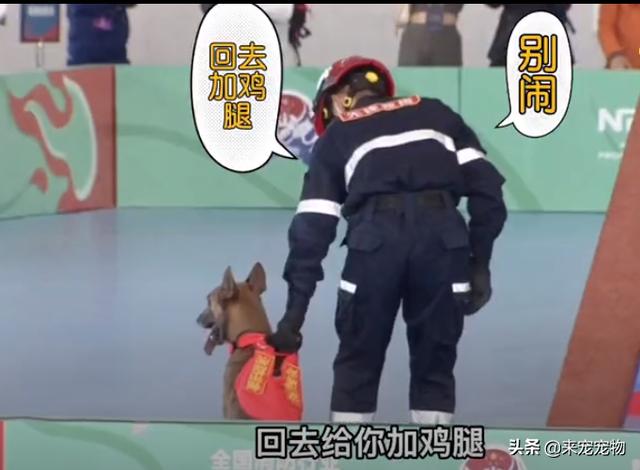 搜救犬<a href='http://www.mcnjigou.com/?tags=42
' target='_blank'>二驴</a>比赛不听指令却火爆全网，网友：今天的快乐都是它给的  <a href='http://www.mcnjigou.com/?tags=42
' target='_blank'>二驴</a> 第5张