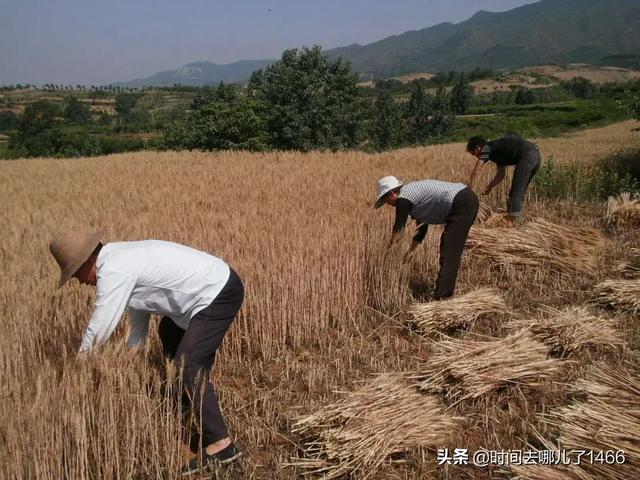 八十年代割麦子，田间吃的“晌午饭”，你还记得是什么吗？