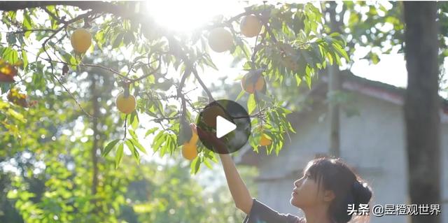 为啥<a href='http://www.mcnjigou.com/?tags=31
' target='_blank'>李子柒</a>最近这么火，她的宣传是正能量还是负能量？  <a href='http://www.mcnjigou.com/?tags=31
' target='_blank'>李子柒</a> 第3张
