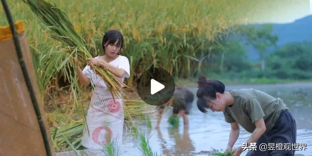 为啥<a href='http://www.mcnjigou.com/?tags=31
' target='_blank'>李子柒</a>最近这么火，她的宣传是正能量还是负能量？  <a href='http://www.mcnjigou.com/?tags=31
' target='_blank'>李子柒</a> 第4张