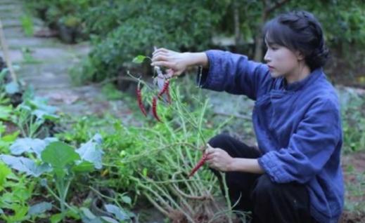 被"捧杀"的李子柒，停更已两个月，她的现状远比你想象得更惨