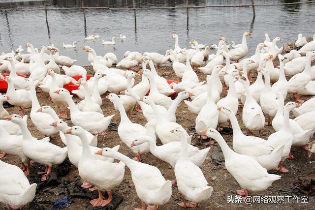 辛有志直播间卖的大鹅，全国溜达转，羽绒做衣服，身世成了谜  辛有志 第9张