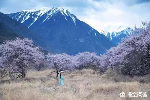 办公室小野和<a href='http://www.mcnjigou.com/?tags=31
' target='_blank'>李子柒</a>相比，谁做美食更厉害？  办公室小野 第1张