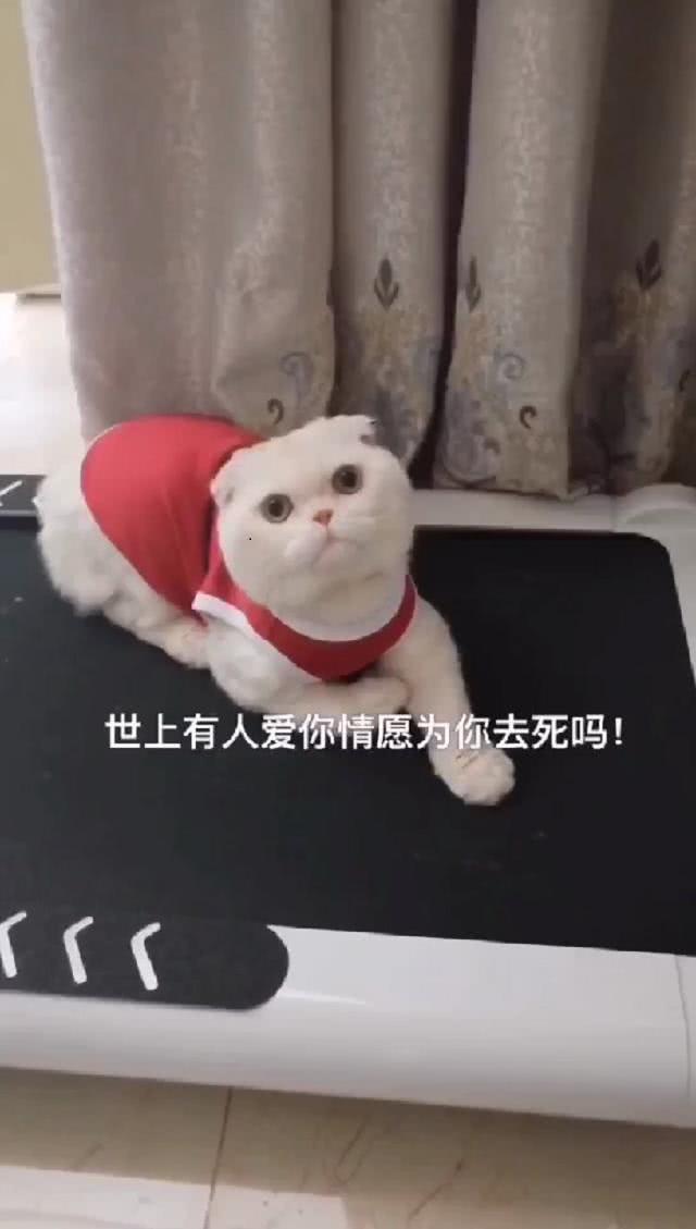 会说话的刘二豆，一夜爆红的网红猫